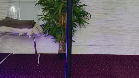 Celine online show from 11-03-25, 05:31