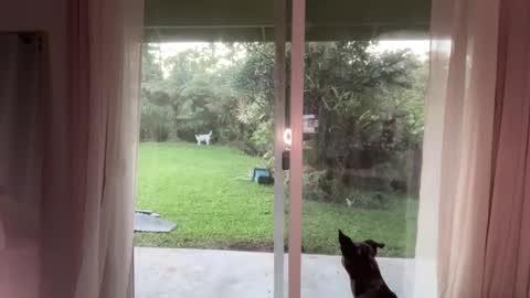 Kailee Smile online show from 01-08-25, 03:51