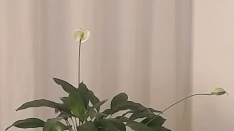 Help me with rate thanks  online show from 03-02-25, 04:39