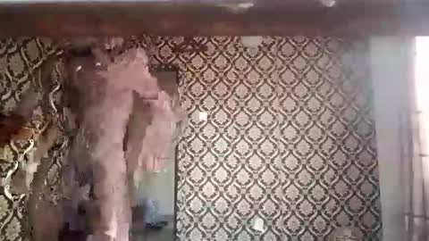 kingemizzy online show from 01-08-26, 06:26