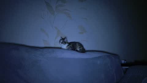 Snapshot of kitty_dora chatting on 03-08-25, 11:16 Evelyn online show from 03-08-25, 11:16