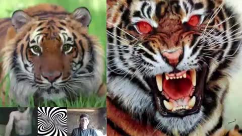 kodiakpm1 online show from 11-16-25, 02:00