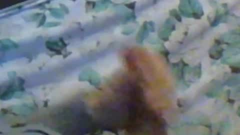 kren565656 online show from 12-10-24, 11:32