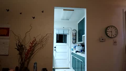 Snapshot of lacybell chatting on 03-08-25, 11:37 lacybell online show from 03-08-25, 11:37