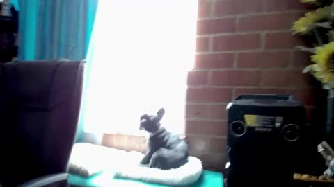 laia_hadid online show from 04-28-26, 04:23