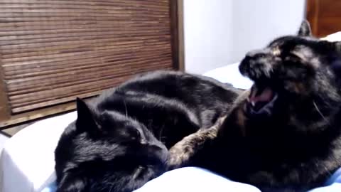 Lance online show from 12-12-24, 12:38