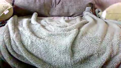 Snapshot of letsgobills chatting on 03-03-26, 05:52 Bills Mafia online show from 03-03-26, 05:52