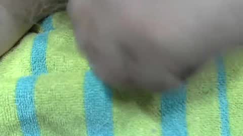 Snapshot of liltonypa chatting on 01-21-25, 06:45 LilTonyPA online show from 01-21-25, 06:45