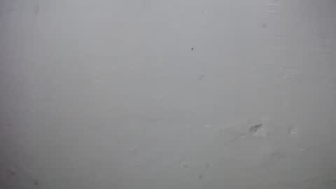 lisa_branch online show from 11-28-25, 10:07