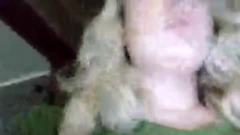 Mila 420 online show from 07-20-26, 03:25