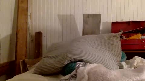 Snapshot of mywi11yisbiggy chatting on 11-29-25, 07:00 str8 dom alphaAsian Daddy type. sorry not bi or curious but i dont judgediscrimenate. online show from 11-29-25, 07:00