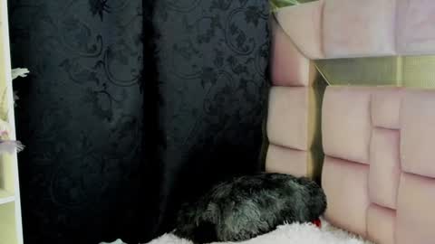 Nat  online show from 12-27-24, 07:08