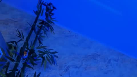 nyssawoodd online show from 10-02-25, 02:46