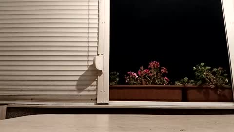 Snapshot of pamid215 chatting on 11-04-25, 05:34 angel hris online show from 11-04-25, 05:34