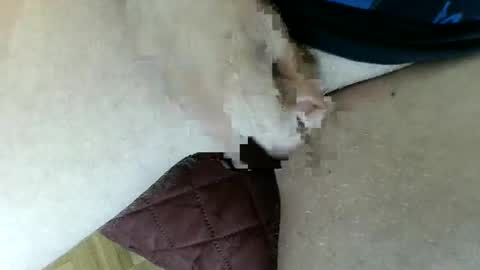 pippo online show from 01-26-25, 03:47