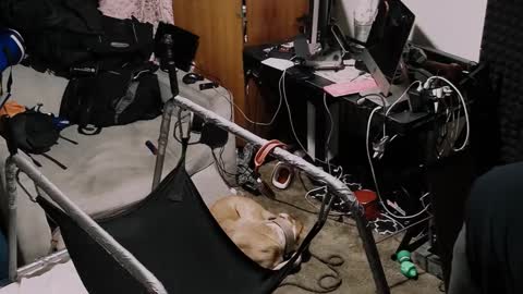 Pup Seth online show from 10-19-25, 01:23