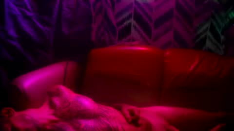 Snapshot of prettyboytatted69 chatting on 11-24-25, 05:12 Prettyslangin69 FYPM online show from 11-24-25, 05:12