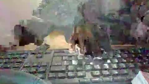 Snapshot of pup_y chatting on 01-13-26, 07:08 pup_y online show from 01-13-26, 07:08