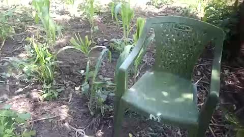 purebae online show from 11-12-25, 08:59