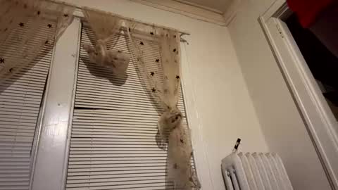 tranzGODess online show from 12-11-24, 05:53