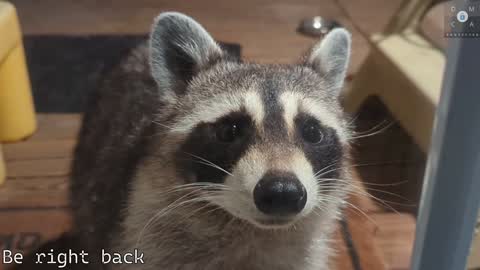 Ryan aka KeylimeRy online show from 02-05-25, 02:37