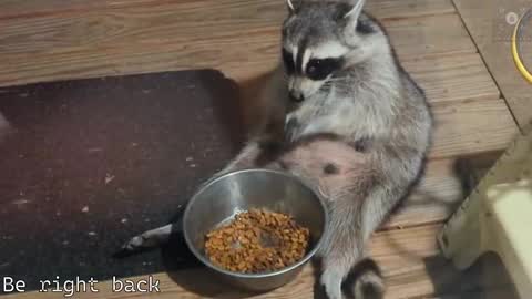 Ryan aka KeylimeRy online show from 02-28-25, 08:31