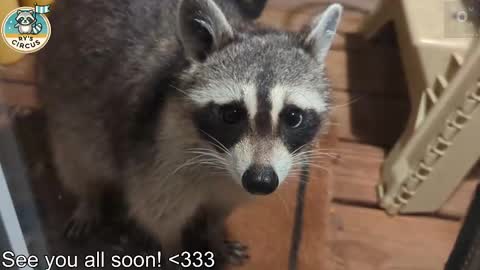 Snapshot of rndmzd chatting on 03-11-26, 05:52 Ryan aka KeylimeRy online show from 03-11-26, 05:52