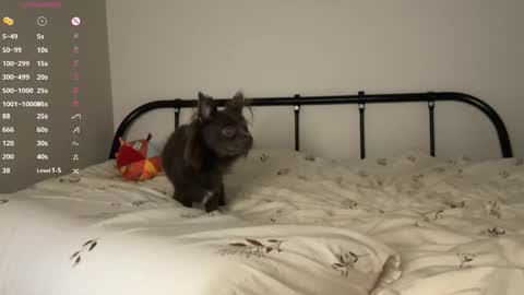  - my telegram channel online show from 10-23-25, 06:06