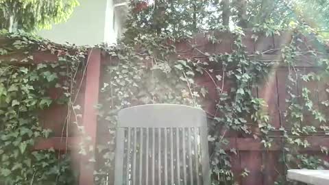 Snapshot of sammieplays chatting on 05-17-26, 08:05 Playful Sammie online show from 05-17-26, 08:05