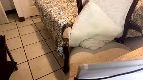 Papi online show from 10-05-25, 11:46