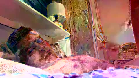 sexdisruptor online show from 01-04-25, 03:07