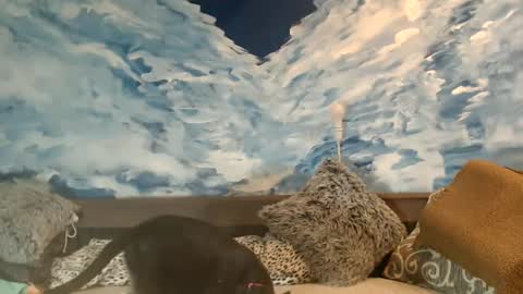 Snapshot of sexyeni chatting on 02-22-25, 11:46 ENI pvt moan your name WHEN I M NOT online you tell me in SNAPCHAT deal yes add me... FREE TWITTER magiconline101...... online show from 02-22-25, 11:46