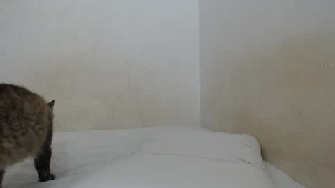 Snapshot of sirajones chatting on 02-25-25, 12:47 sirajones online show from 02-25-25, 12:47