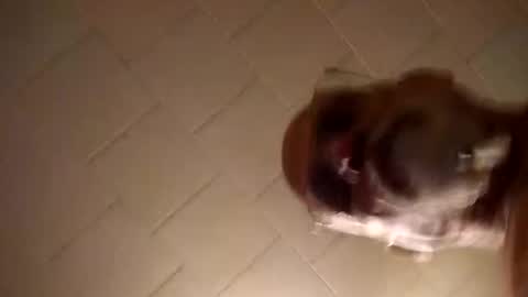 Snapshot of smithology chatting on 12-19-24, 01:18 Smithology online show from 12-19-24, 01:18