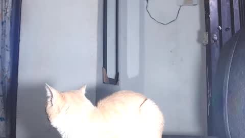 Snapshot of sofiadoll77 chatting on 03-01-25, 10:53 sofiadoll77 online show from 03-01-25, 10:53