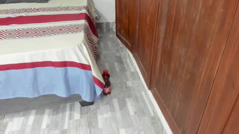 Shopiia88 online show from 02-19-26, 12:23