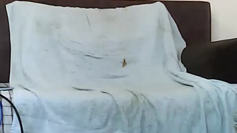 star0806666a online show from 11-06-25, 10:05