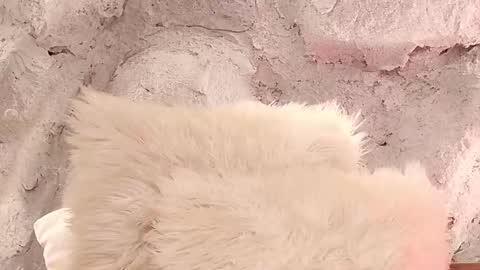 Snapshot of stellaciel_ chatting on 02-01-26, 11:42 S T E L L A online show from 02-01-26, 11:42