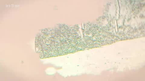 TAANNI online show from 04-05-26, 11:13