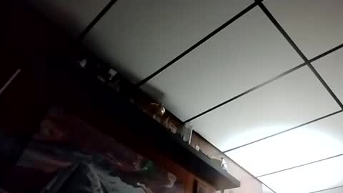 Snapshot of talldrink62 chatting on 10-27-25, 02:48 The Man of Steel online show from 10-27-25, 02:48