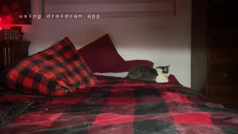 Snapshot of thecarrguyy chatting on 12-03-24, 12:38 Thatcarrguyy online show from 12-03-24, 12:38