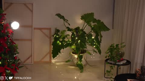 Snapshot of tifalock_ chatting on 12-14-24, 09:13 Tifa online show from 12-14-24, 09:13