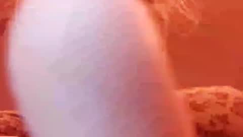 tretrix5588 online show from 12-31-24, 05:00