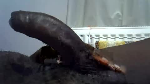 Snapshot of tyroneall chatting on 07-23-26, 06:50 tyroneall online show from 07-23-26, 06:50