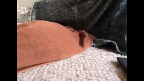 Snapshot of veined_lollypop chatting on 03-31-26, 09:21 Veined lollypop online show from 03-31-26, 09:21