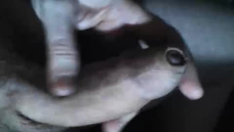 Snapshot of viktorklubb chatting on 10-30-25, 07:36 online show from 10-30-25, 07:36