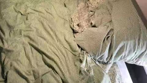 Snapshot of vireiax chatting on 03-14-26, 05:18 Vireia online show from 03-14-26, 05:18