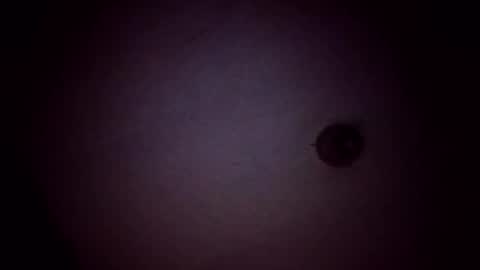 Snapshot of vujadetr chatting on 02-21-26, 08:04 vujadetr online show from 02-21-26, 08:04