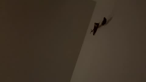 Snapshot of walter204 chatting on 11-09-25, 08:18 walter204 online show from 11-09-25, 08:18