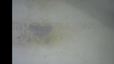 Bella online show from 01-12-26, 07:19